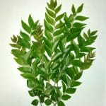 FRESH KARAPINCHA