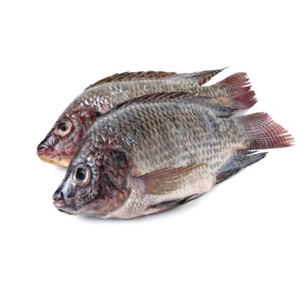 TILAPIA FROZEN  FISH 400G-600G